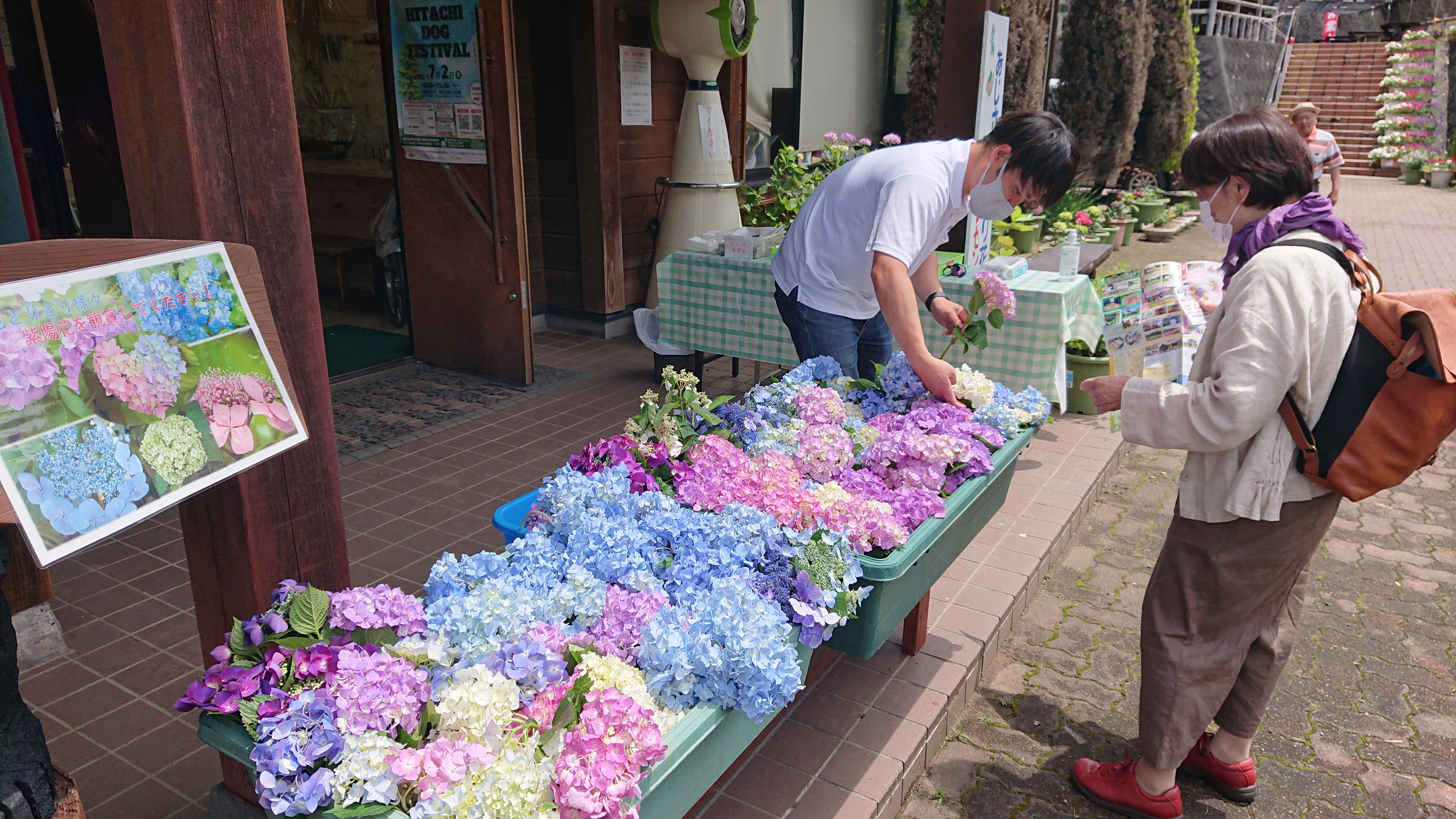 あじさい切り花プレゼント