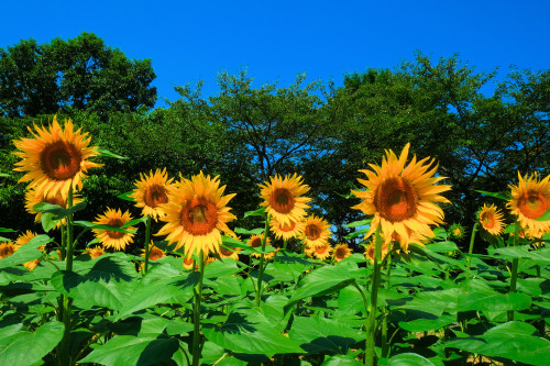 8月11日（火・祝）営業について