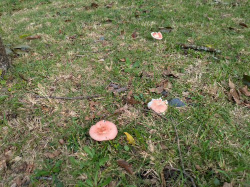 毒キノコにご注意ください