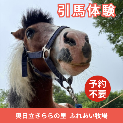 引馬体験のお知らせ
