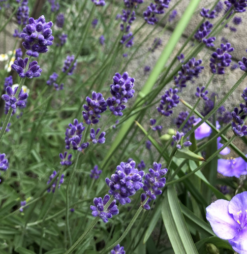 9D81555A-49D4-4A1F-899B-CF5BAEBDED69.jpeg