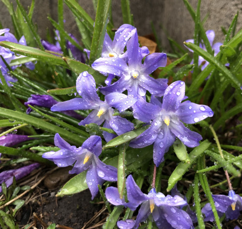 DC046625-01D6-487B-A46D-BE8826027AF8.jpeg