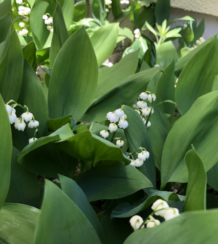 BA070338-E25B-4E00-8239-E4BC9371E2F7.jpeg