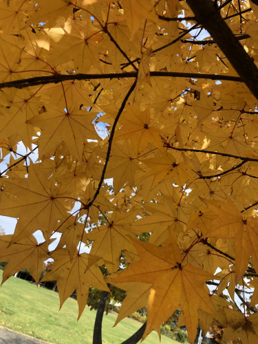 5B022127-67DB-4FEF-9F79-88AE07871DC0.jpeg