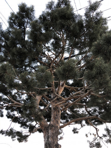 196AECAD-4705-4837-A0F8-54322F101DA0.jpeg