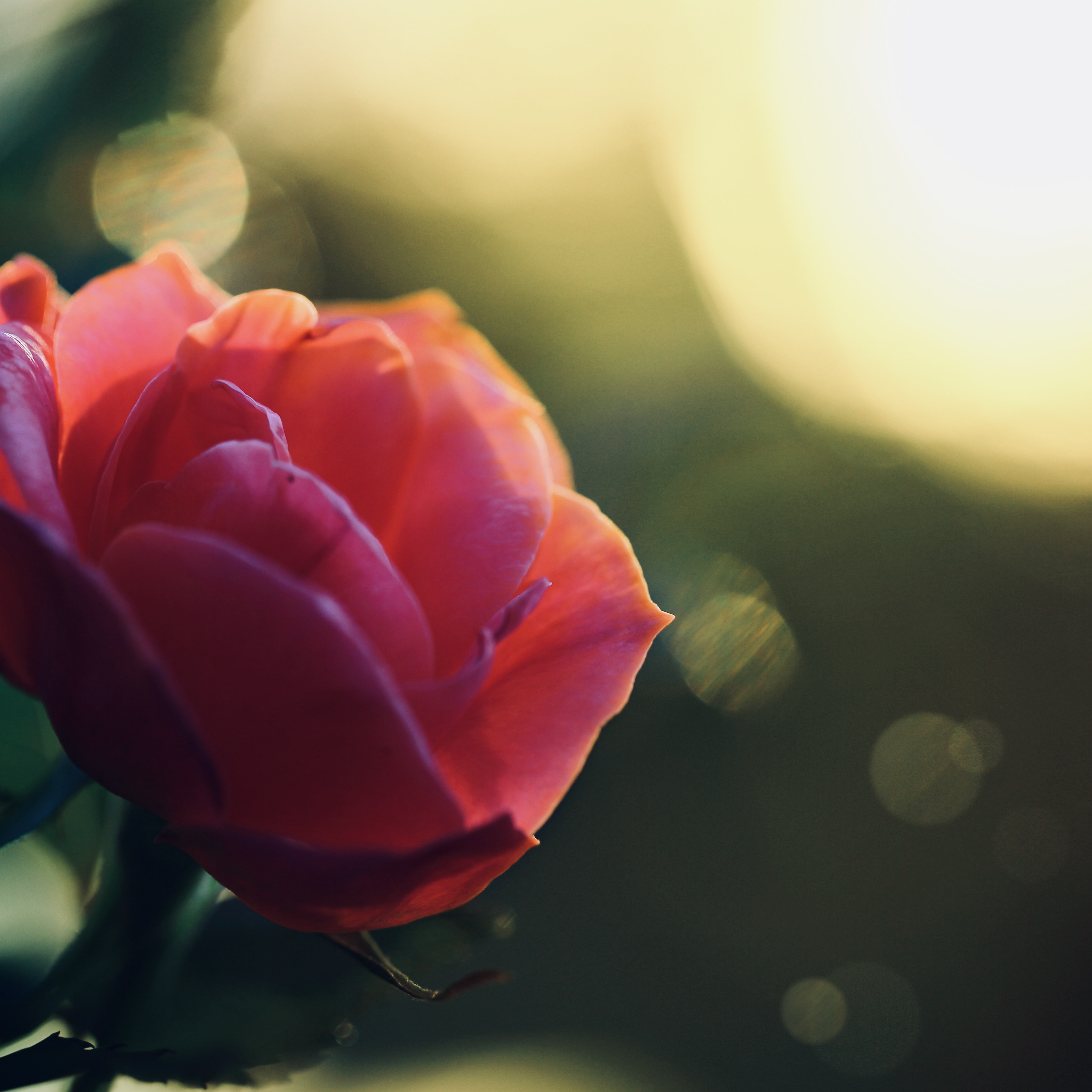 年末だけの特別プラン ― 手放す・満たす・目覚める