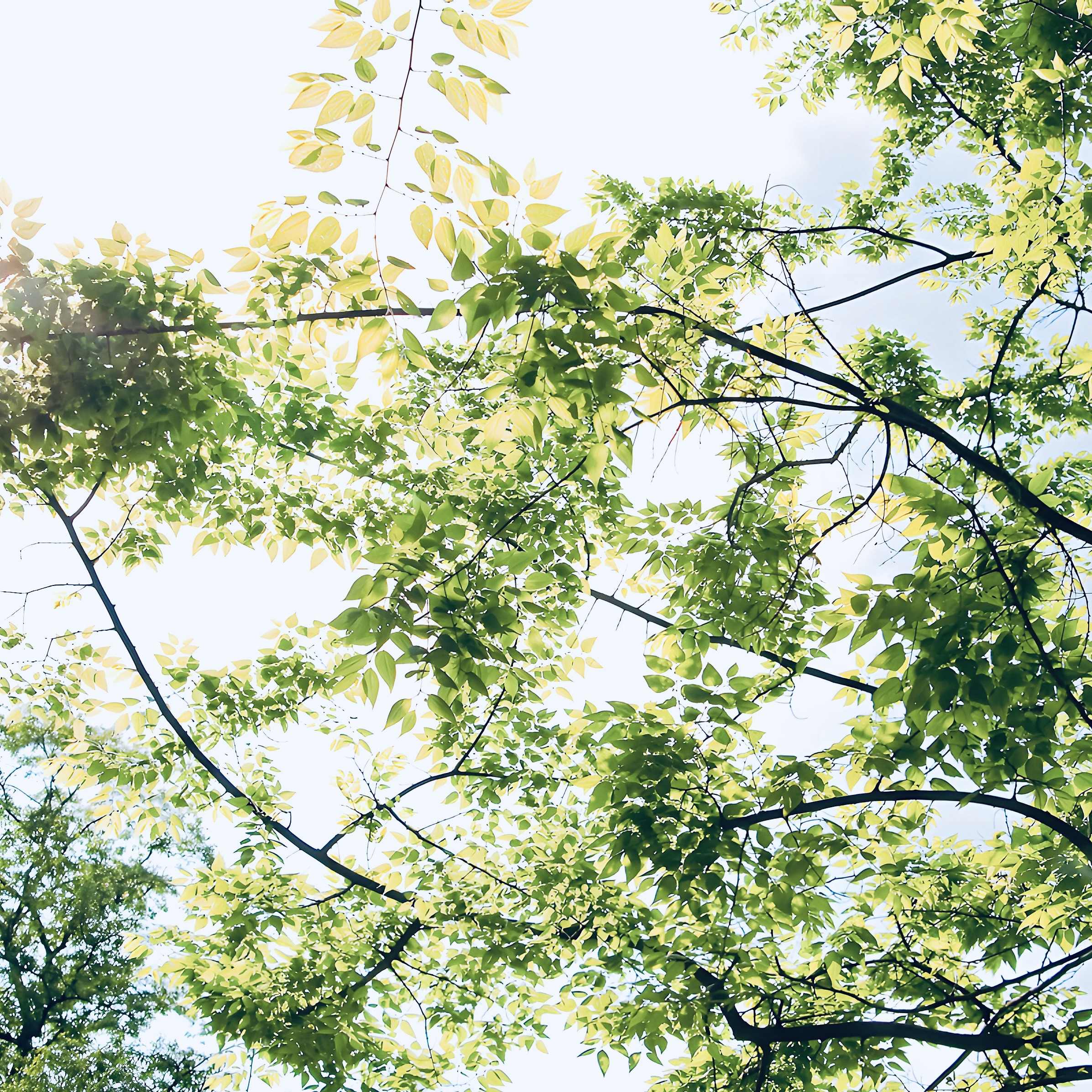 【期間限定：春の静寂リトリート】 The Rebirth — Grounding Spring —