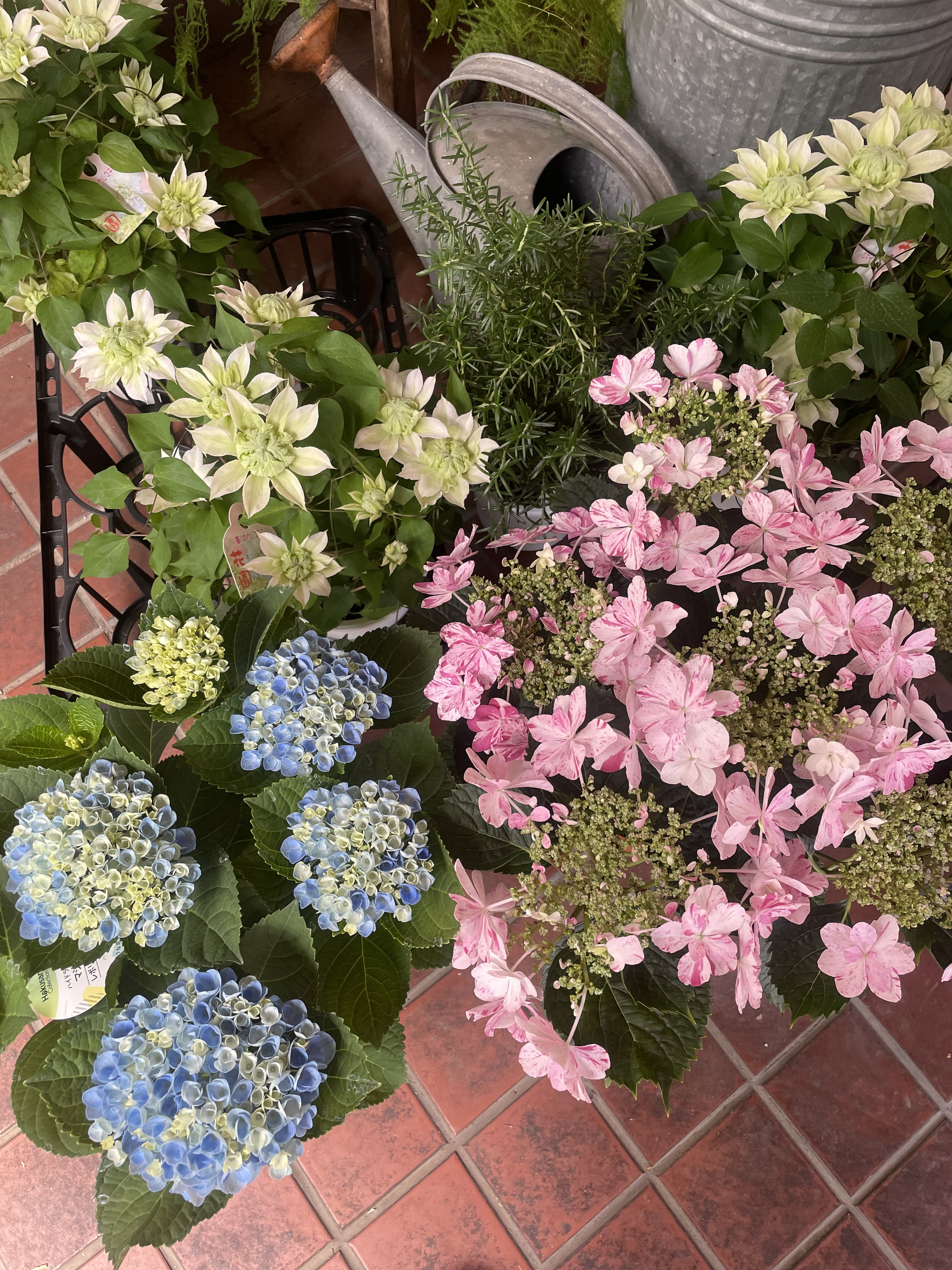 鉢花