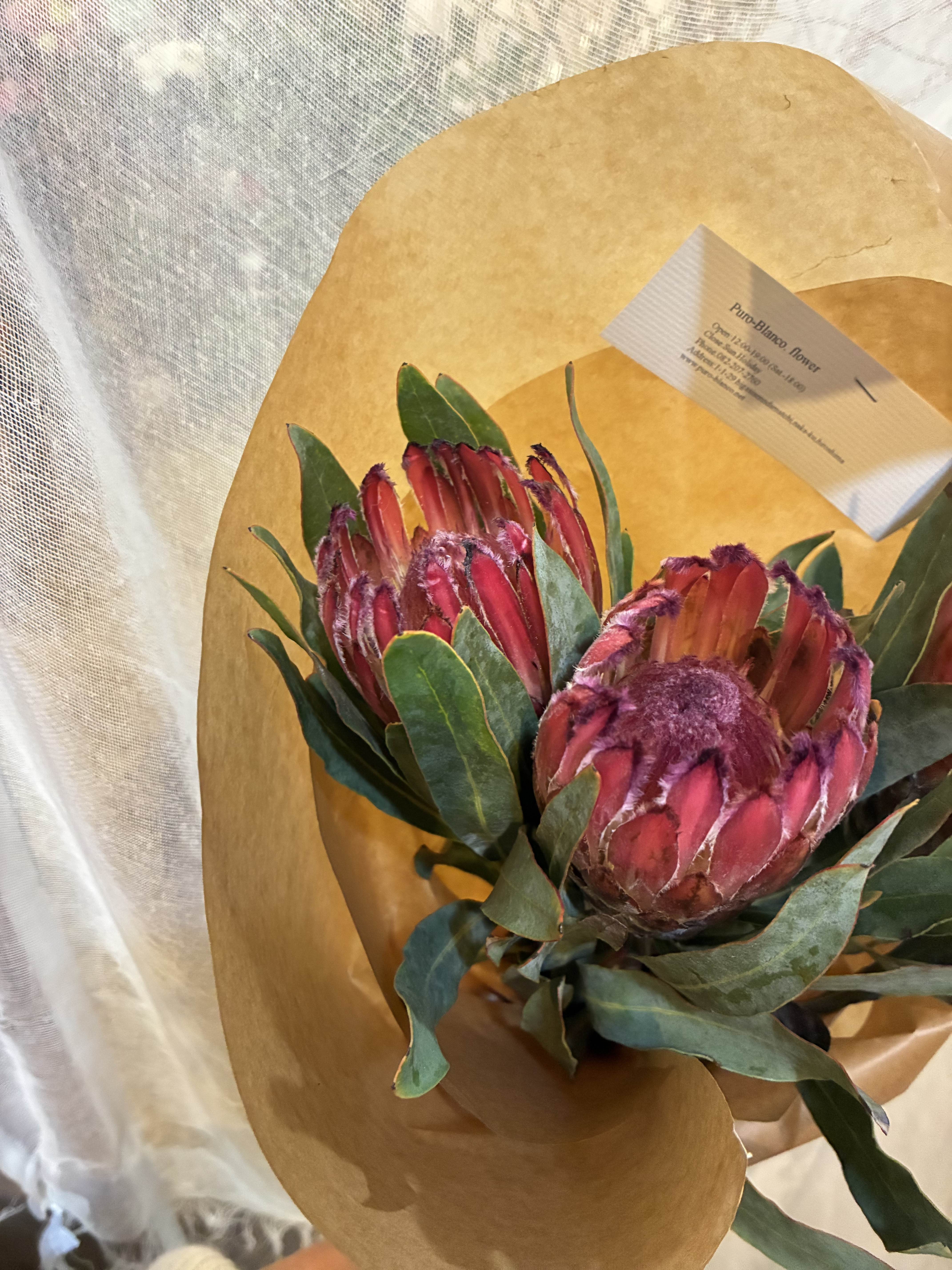 プロテアやバンクシャなど