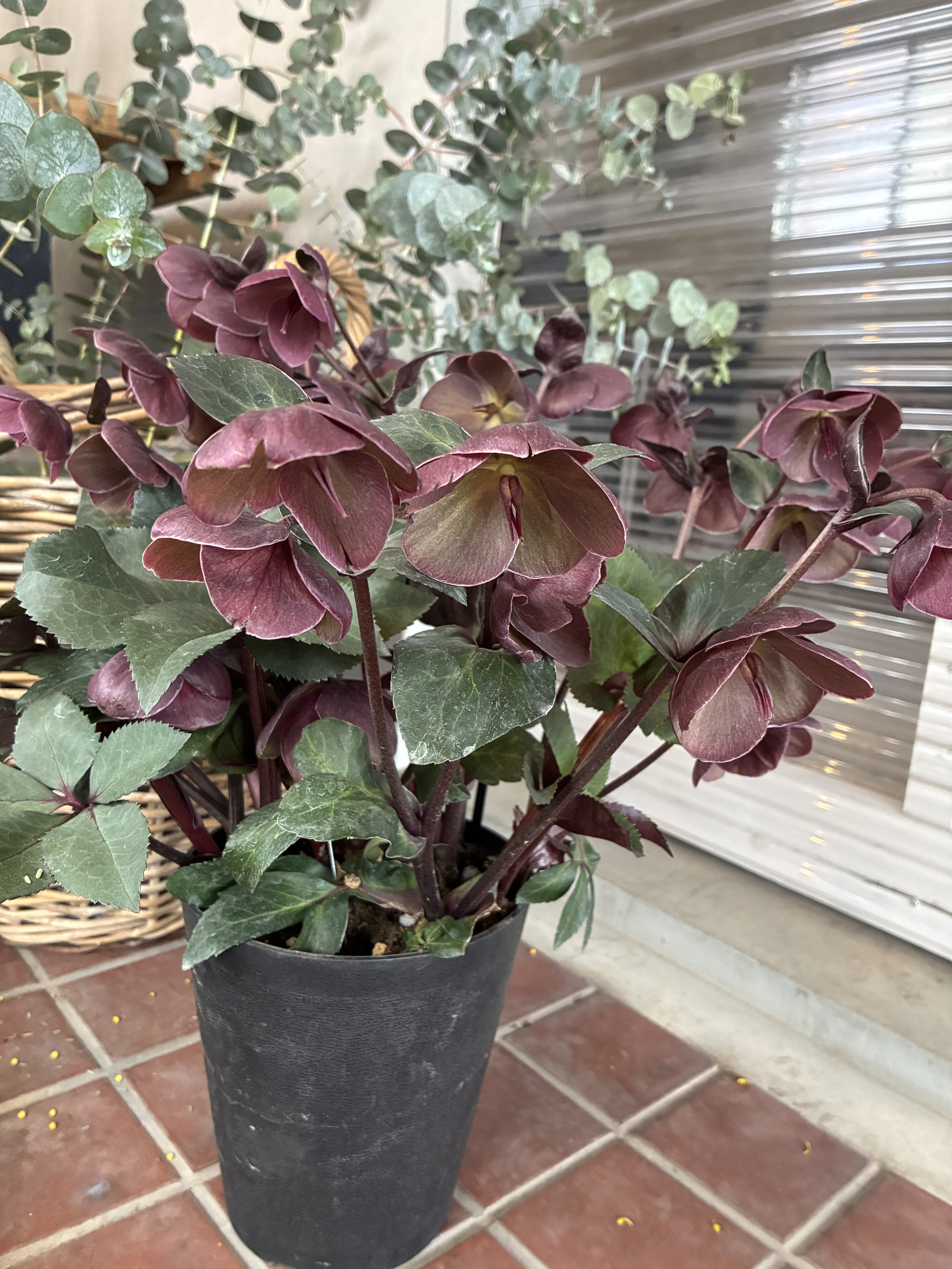 クリスマスローズ