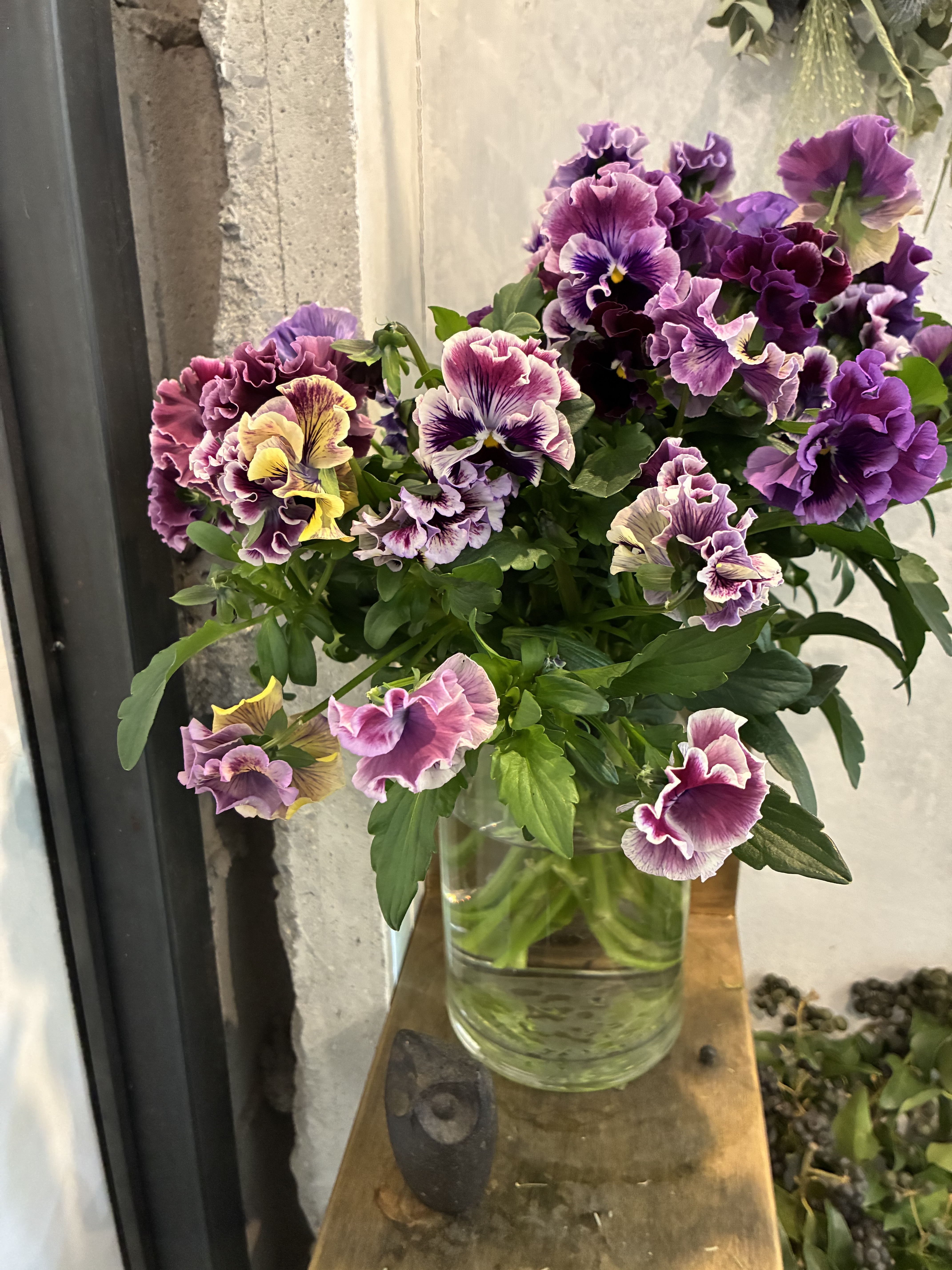 フリルパンジー