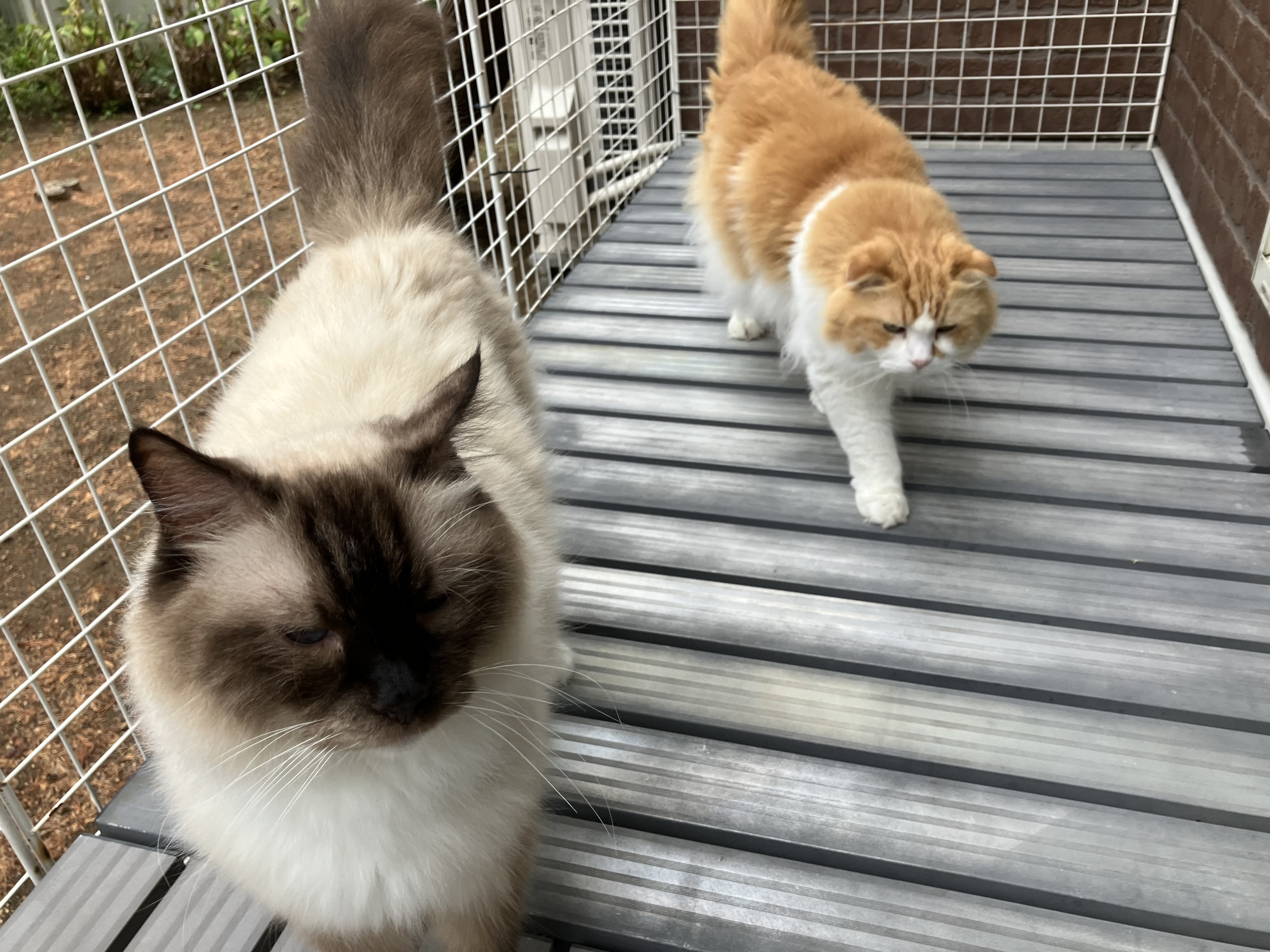 ねこみみ総選挙中間発表