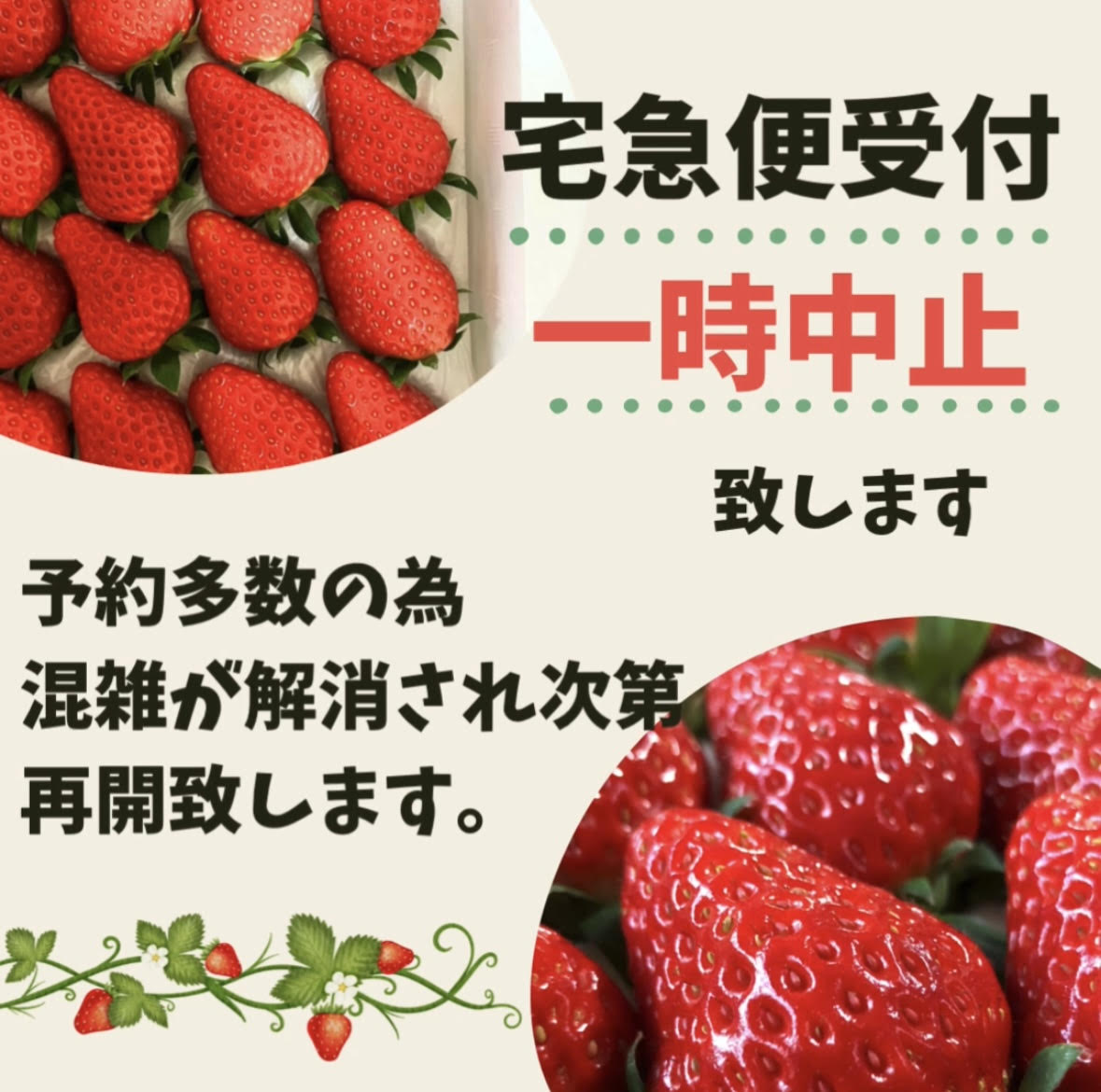 磯山観光いちご園でアイベリー・ふさの香・紅ほっぺ・もういっこのいちご狩り。スイーツも充実！