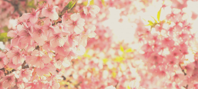 １０年後も輝きたい。亜桜のヘナカラー。