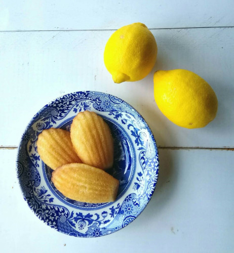 「杏のダルトワ」「マドレモン」販売のお知らせ