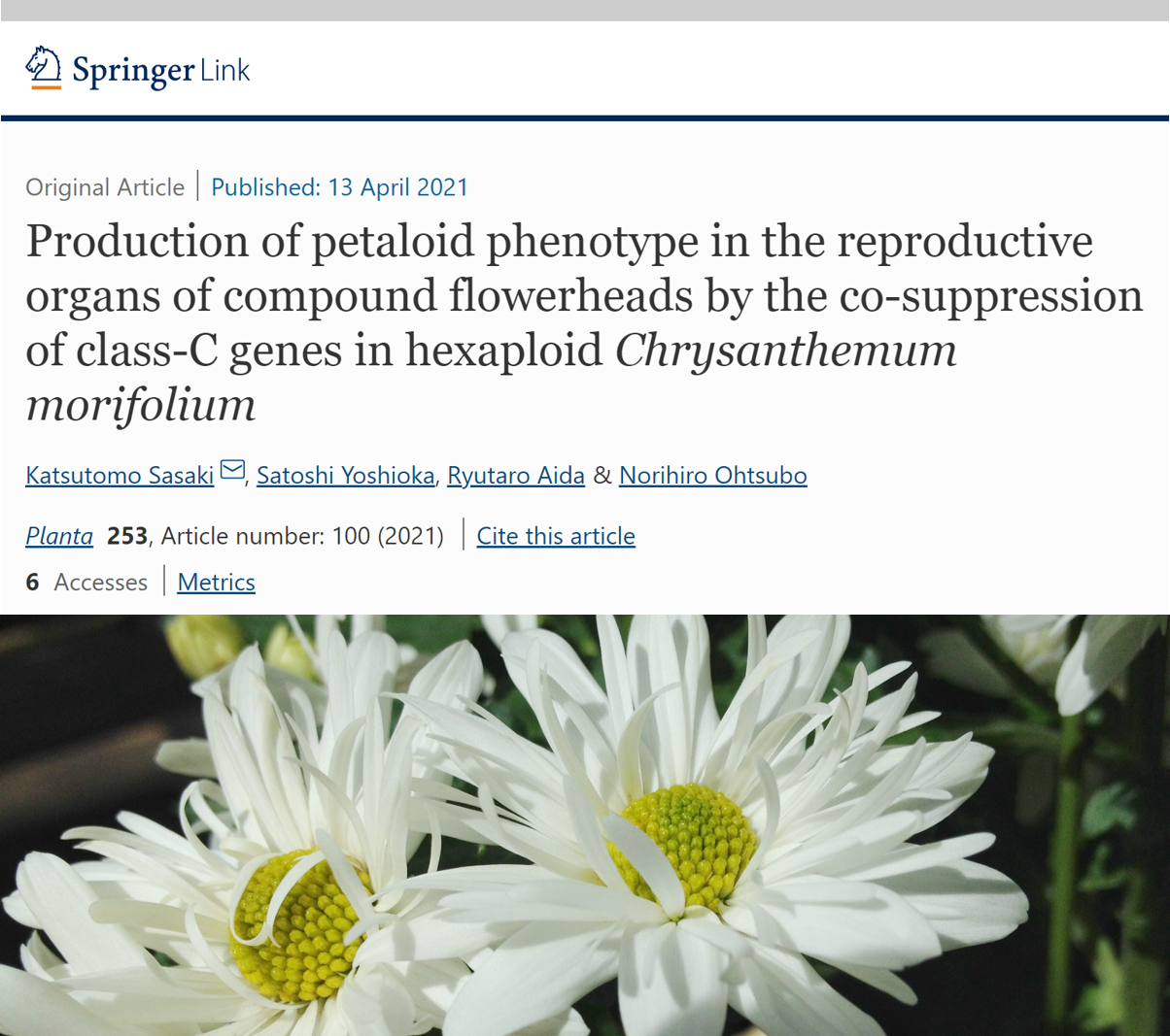 遺伝子組換えによる「八重咲きのキク」の作出に世界で初めて成功し、その成果が学術雑誌Plantaに掲載されました