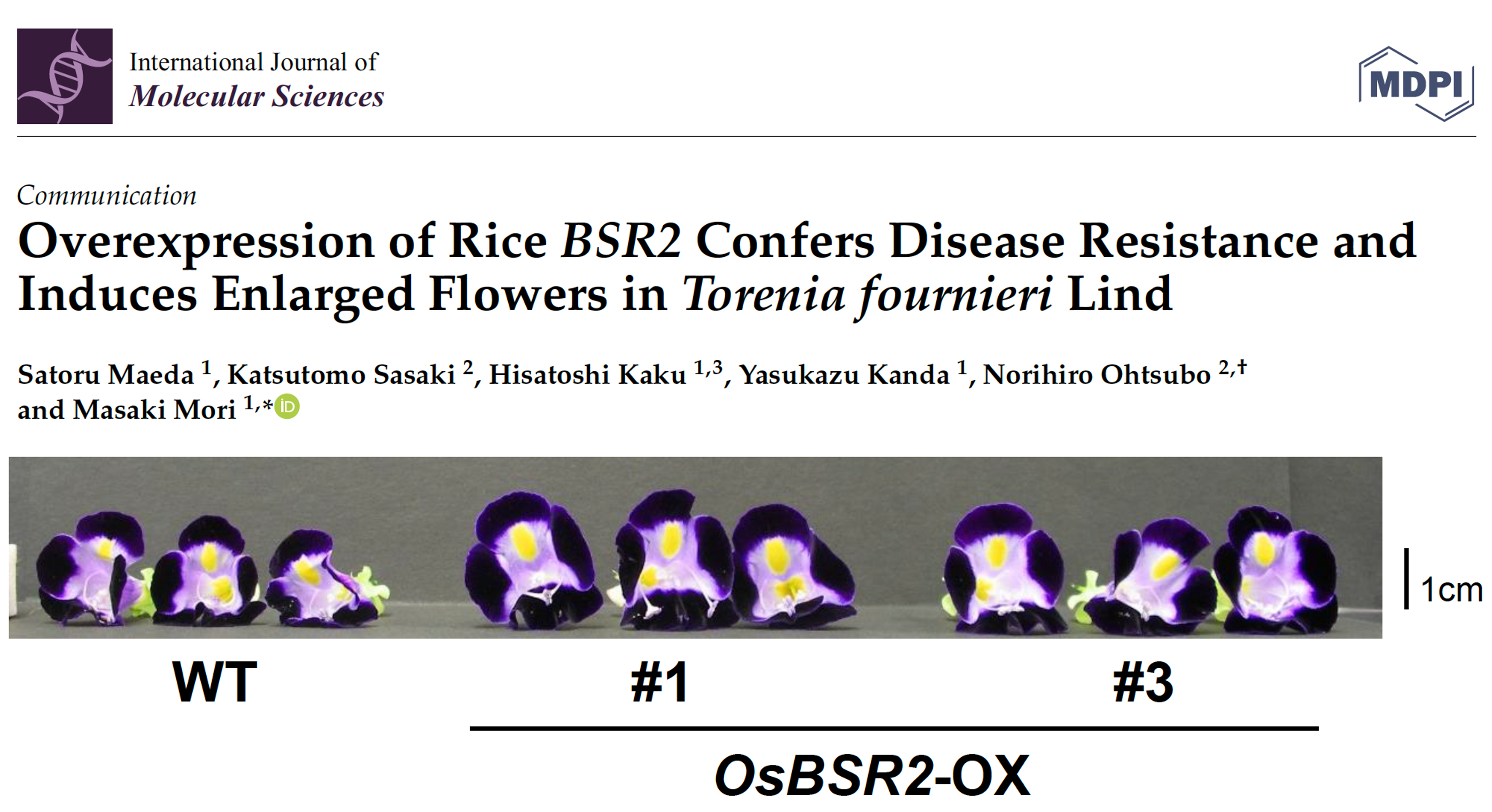 イネのP450遺伝子BSR2の過剰発現がトレニアに病害抵抗性を付与し花器官を大型化することを明らかにしました