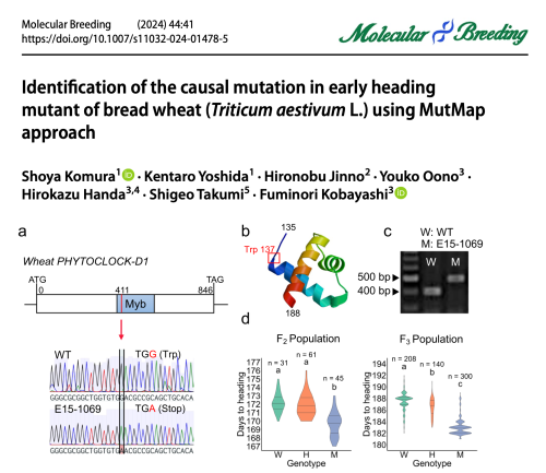 コムギ突然変異体集団から見出された早生個体の原因遺伝子を突き止めた論文がMolecular Breeding誌に掲載されました