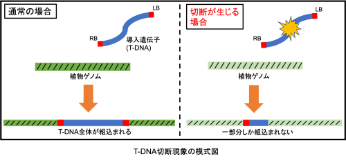 T-DNA切断1.png
