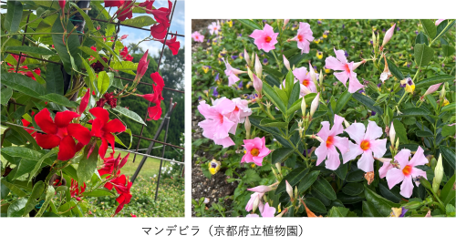マンデビラの花.png