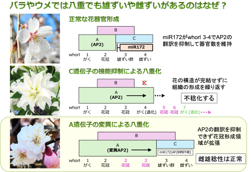 AP2イメージ.png