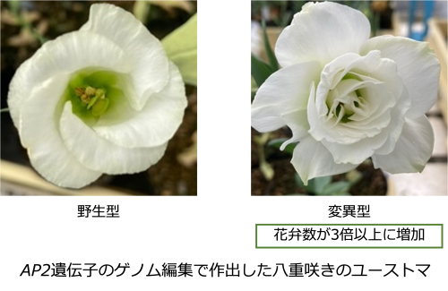 AP2変異.png