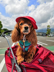 看板犬きゃす.jpg