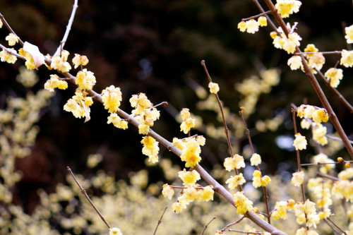 小さな春・・・