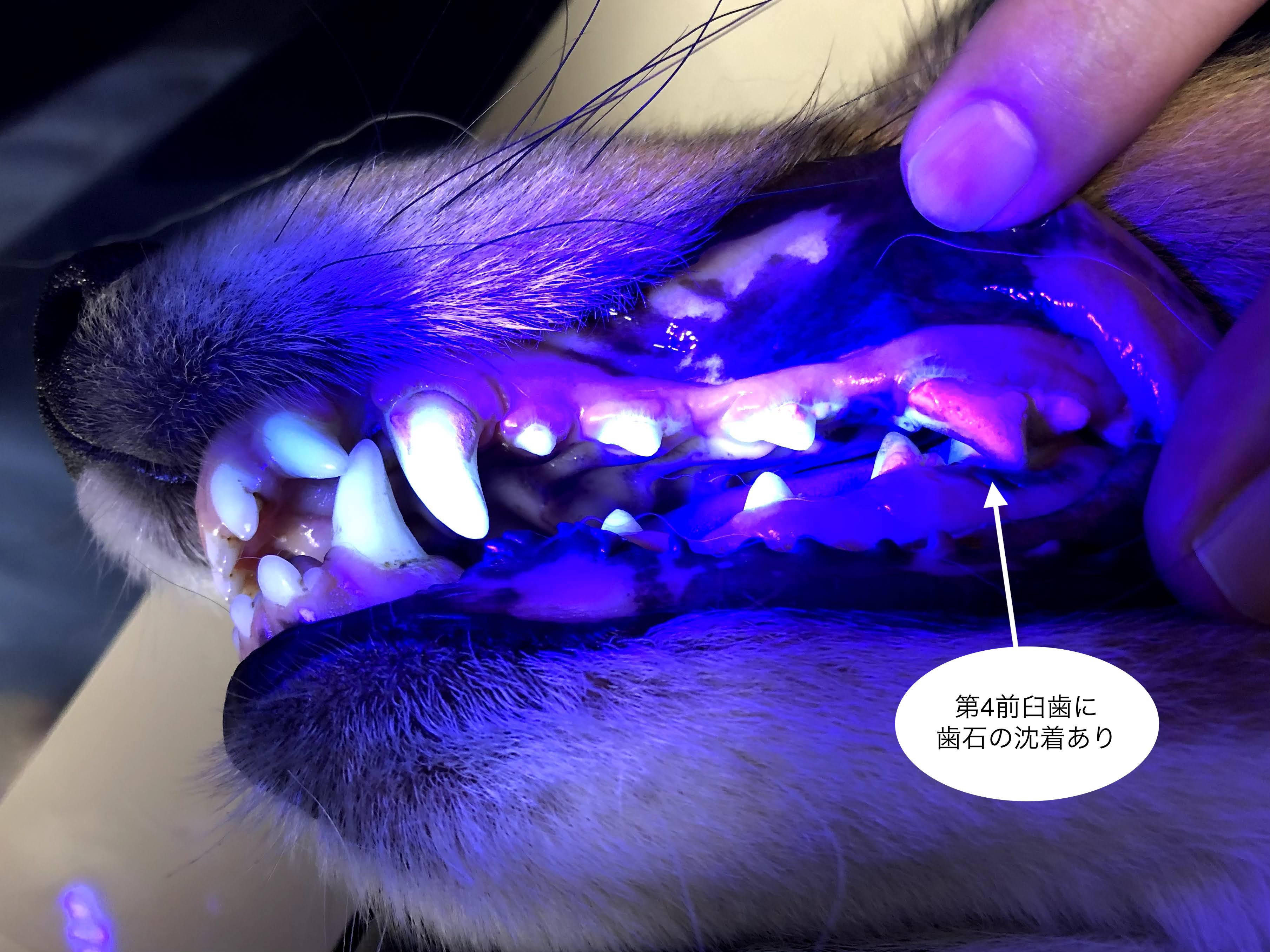 歯周病、麻酔下での歯石取り（スケーリング）、メリットとデメリットを獣医師が解説！
