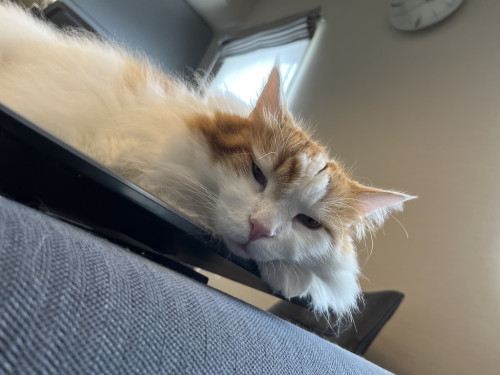 猫の気持ち、わかってますか？　猫のストレスサインを写真付きで解説します！＜増田＞