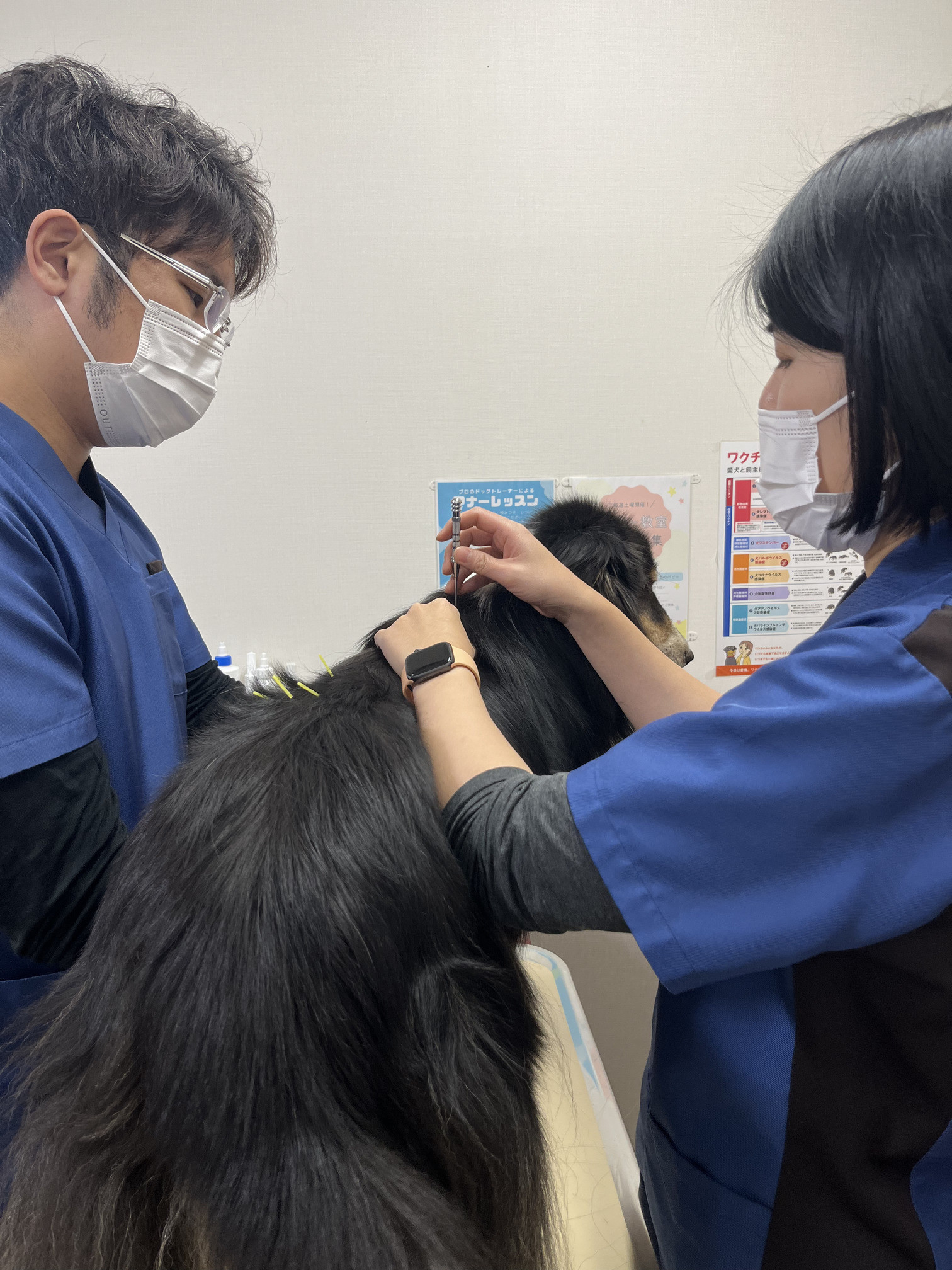 犬猫の鍼灸治療の実際について、獣医師が詳しく解説します！＜院長＞