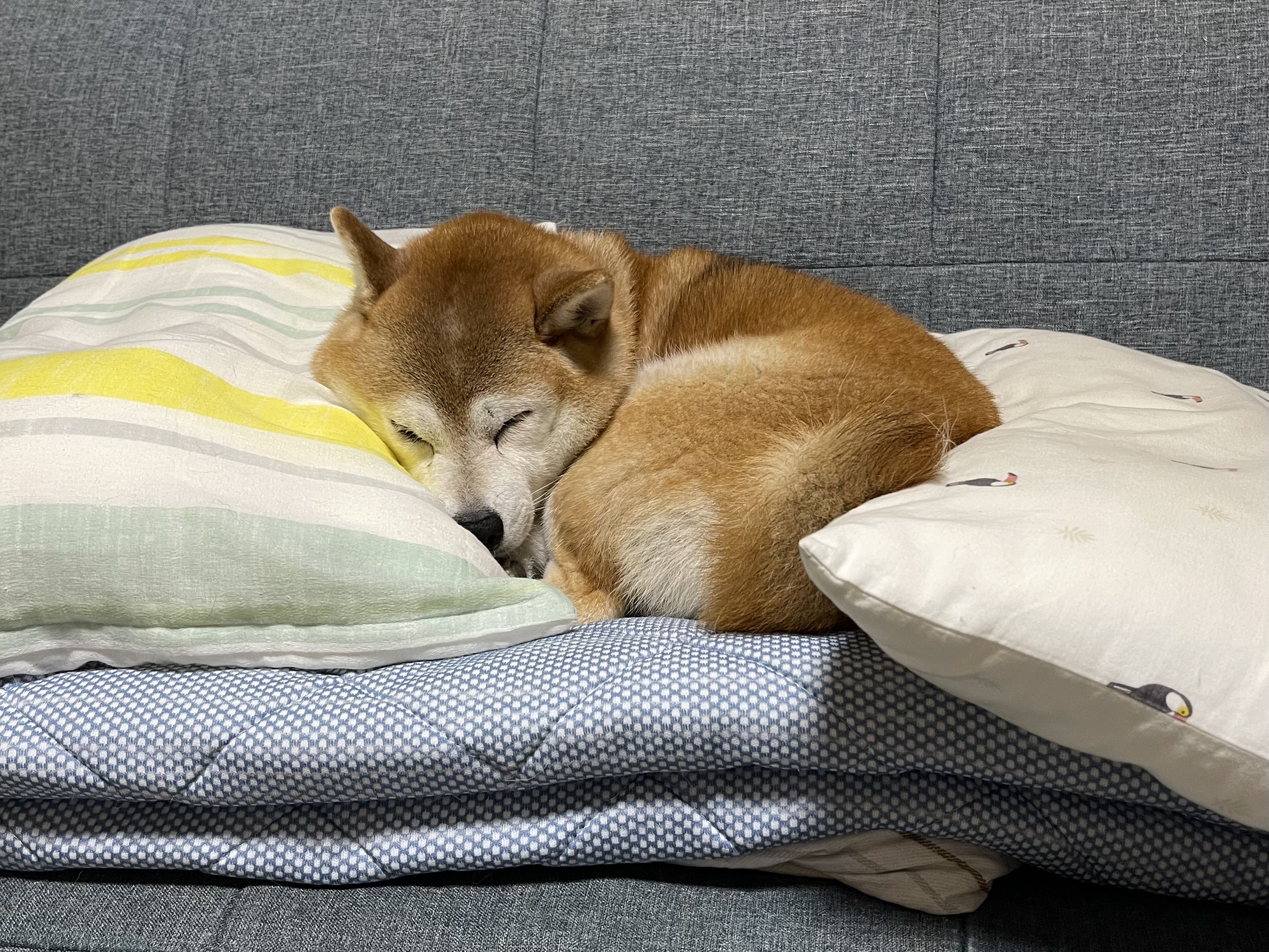 犬は飼い主に似るって本当？理由はあるの？？〈平山〉