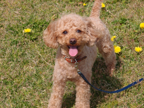 犬の適温管理と熱中症予防を動物看護師が解説します！＜冨板＞