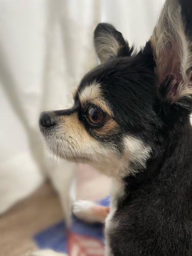 寝ている位置から分かる飼い主との関係＜寺澤＞
