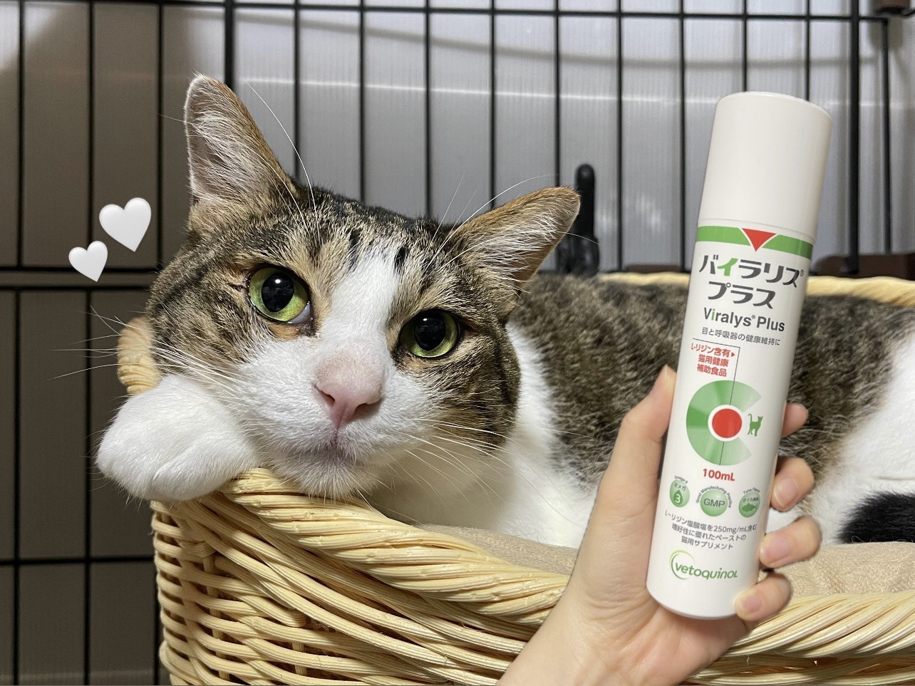 猫風邪予防に効果あり？バイラリスプラスを試してみました！〈平山〉