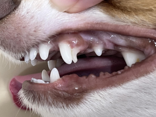 小型犬に多い「乳歯遺残」とは？放置するとどうなる？抜歯が必要なケース｜一宮市 おおい動物病院【歯科に強い】