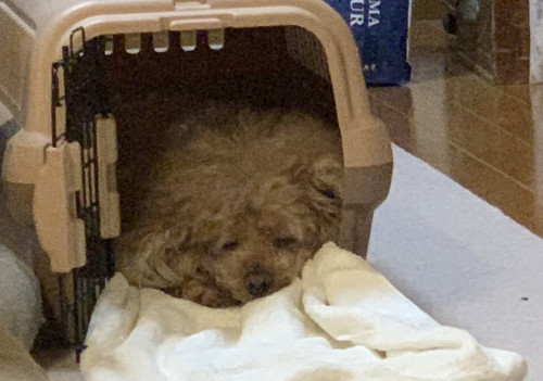 キャリーに入って落ち着いている犬