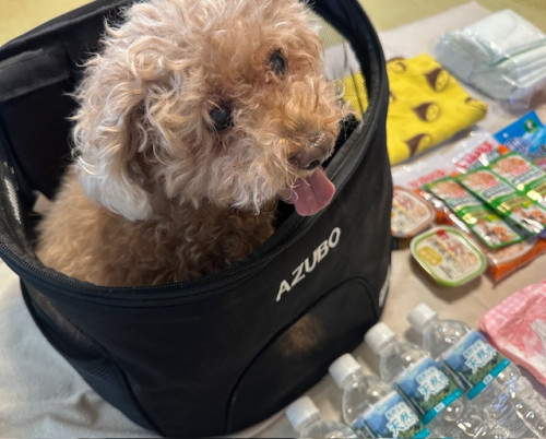災害用リュック型のペットキャリーに入って落ち着いている犬