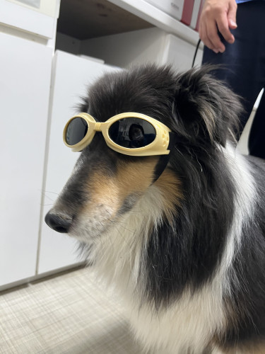 レーザー治療のためゴーグルをかけている犬