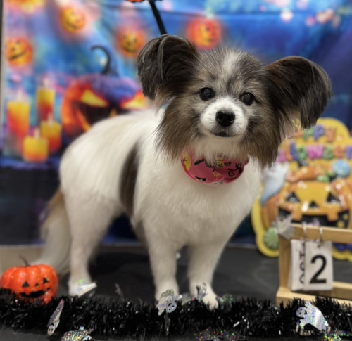 トリマー原の得意カットをご紹介！【毛が伸び続けない犬編】＜原＞｜一宮市 おおい動物病院（トリミングサロン併設）