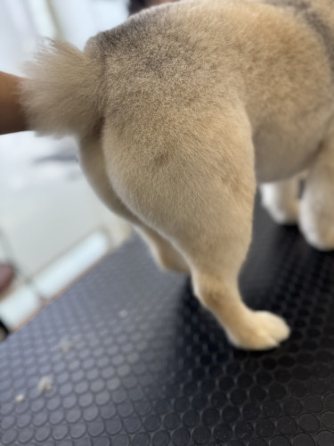 桃尻カットをした犬の写真(ポメラニアン)