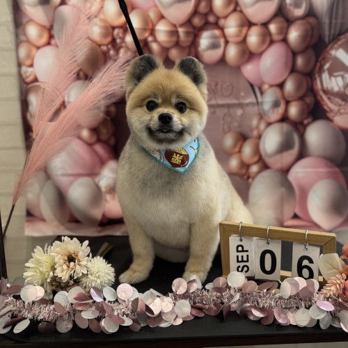 お顔・体のスッキリカットをした犬の写真(パピヨン)