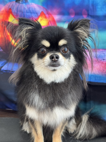 首まわり・胸のカットをした犬の写真(チワワ)