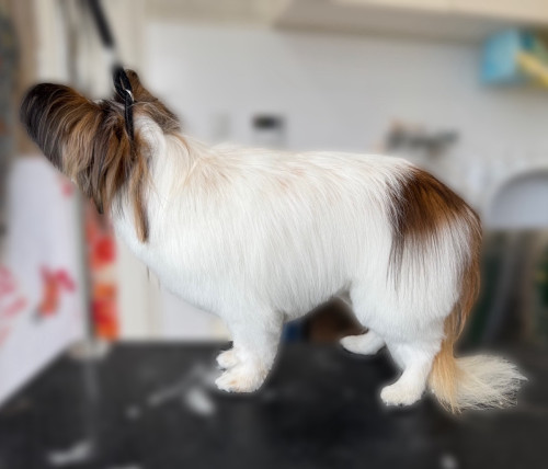 胸を丸く整えてお腹につなげるようにカットした犬の写真