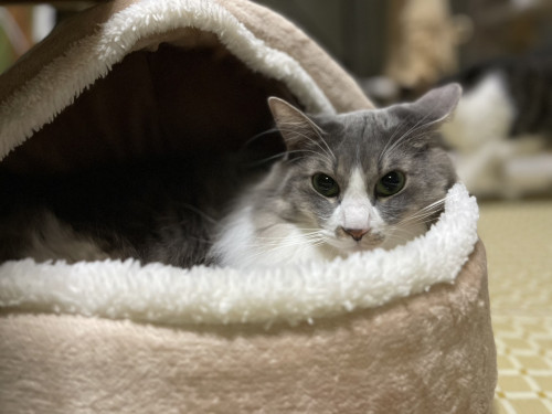 犬が男性にだけ吠える・猫が家族の一人にだけ甘える理由とは？＜平山＞｜一宮市おおい動物病院