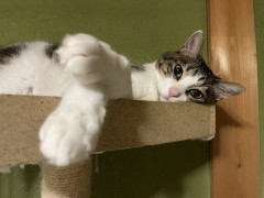 キャットタワーでくつろぐ猫わらび