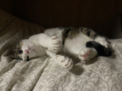 お布団の上で寝転ぶ猫つくし