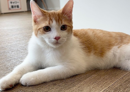 冬は猫の尿トラブルが増える季節？膀胱炎・結石・尿道閉塞の危険サイン＜冨板＞｜一宮市おおい動物病院