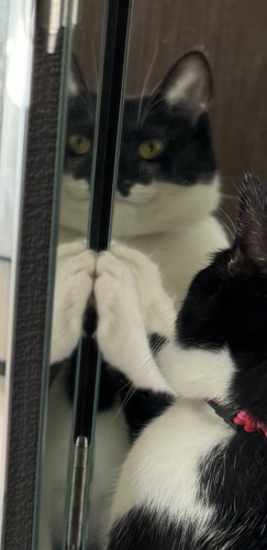 いつの間にか原型なし？「名前の呼び方の変化」あるある＜原＞｜一宮市 おおい動物病院