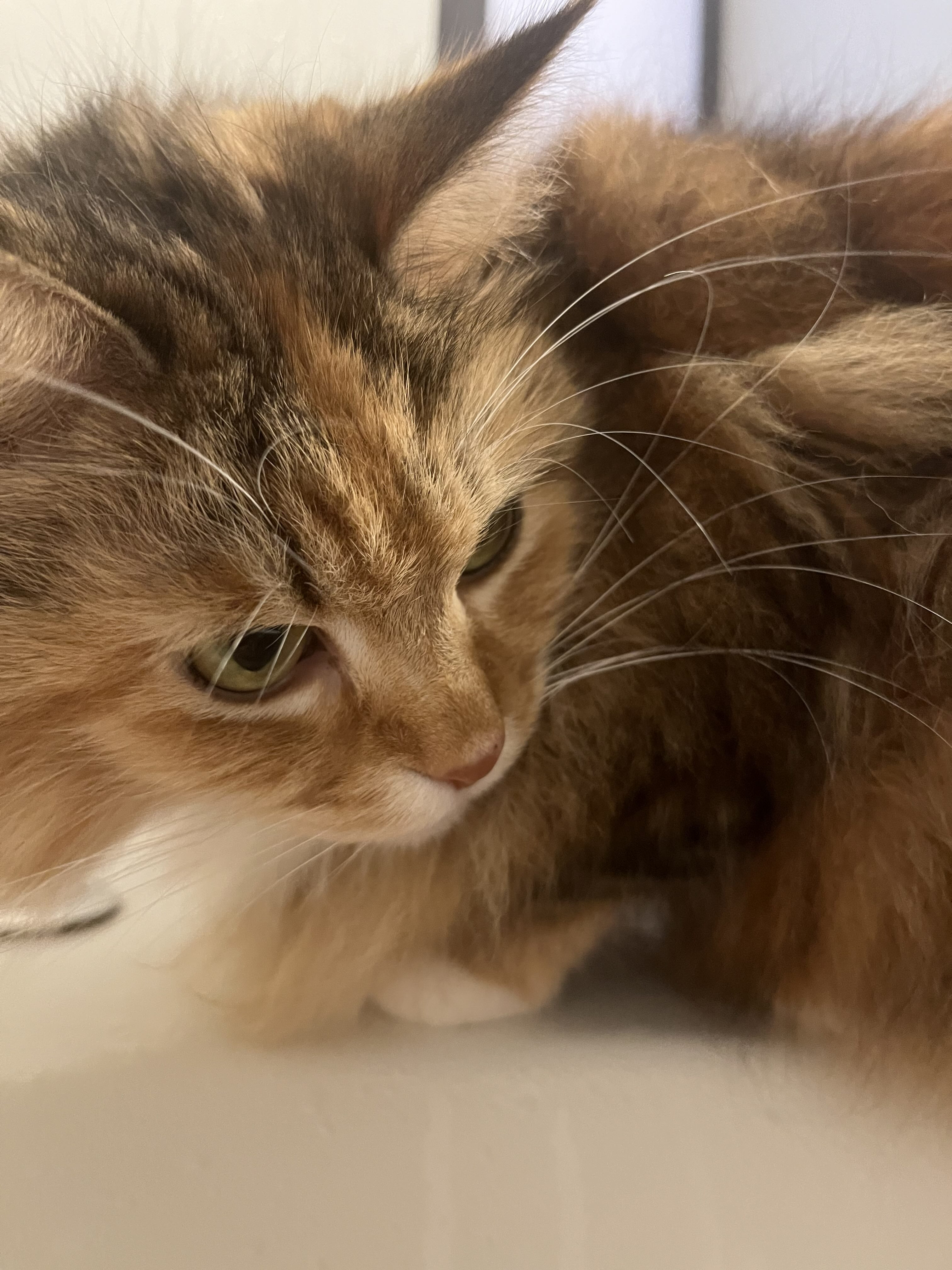 犬猫の色覚と視力の特徴｜おもちゃ選びのコツも紹介＜寺澤＞｜一宮市 おおい動物病院